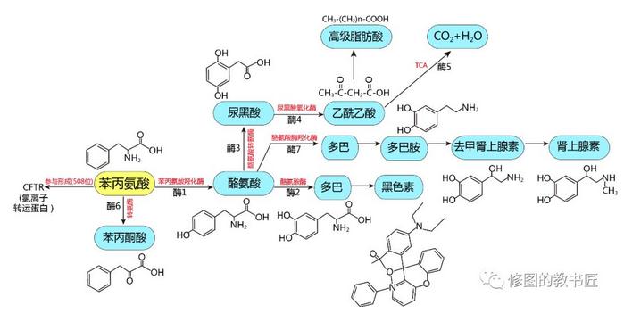 丙氨酸相关疾病示意图