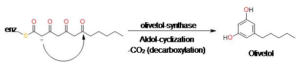 synthesis of Olivetol