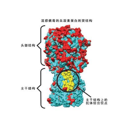 甲型流感病毒血凝素抗体的应用