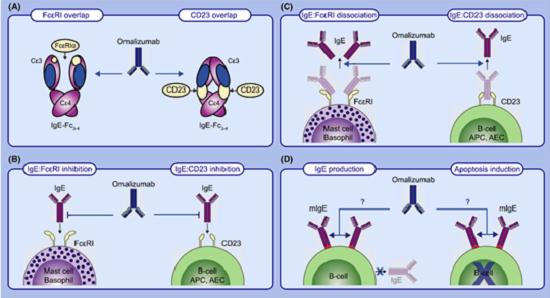奥马珠单抗作用机制(文献8).png 奥马珠单抗作用机制(文献8).png