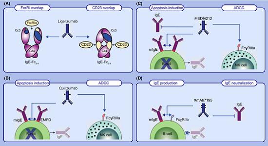 Ligelizumab,Quilizumab,MDI4212,XmAb7195作用机制(文献8).png Ligelizumab,Quilizumab,MDI4212,XmAb7195作用机制(文献8).png