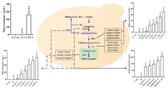 巴豆酸乙酯在酿酒酵母中的生物合成