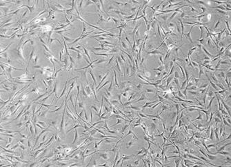小鼠骨髓间充质干细胞完全培养基.png