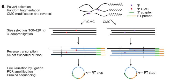 Figure 1 Genome-wide pseudouridine sequencing with single-nucleotide resolution.