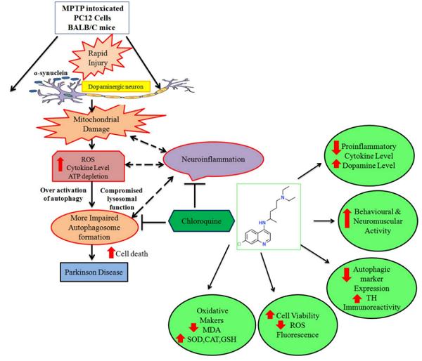 图6 氯喹通过调节自噬和神经炎症在MPTP诱导的帕金森病发挥神经保护作用.png