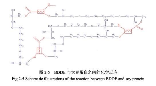 BDDE与大豆蛋白之间的化学反应.jpg