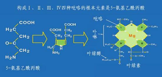 5-氨基乙酰丙酸（5-ALA）是植物叶绿素合成的前体物质.png