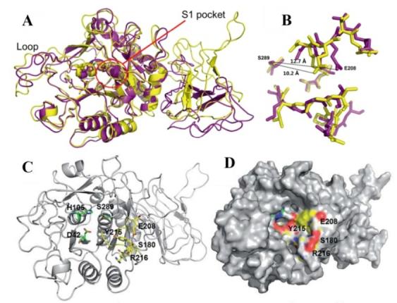 角蛋白酶的应用