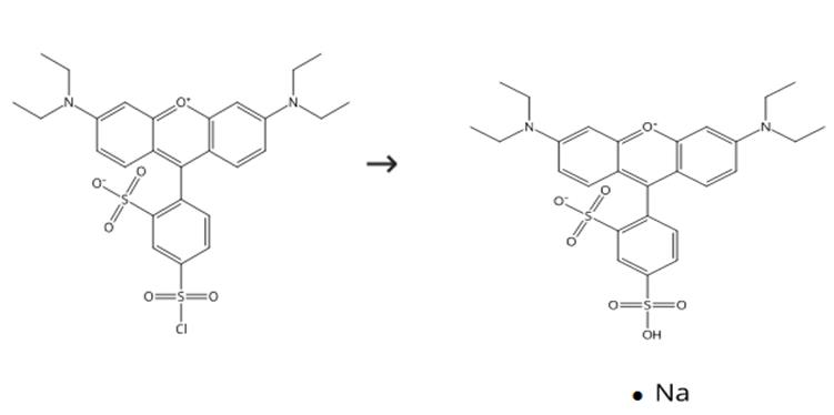 图2磺酰罗丹明B的合成路线