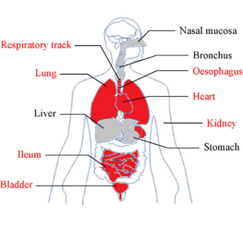 图1:与新冠病毒感染相关器官，红色为高危脆弱器官/灰色为低危器官