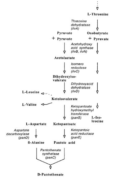 泛酸生物合成途径