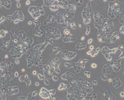 小鼠胰岛Β细胞