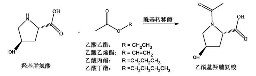 N-乙酰-L-4-羟基脯氨酸合成路线