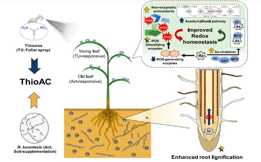 Figure 1 Nocardiopsis lucentensis and thiourea co-application mitigates arsenic stress through enhanced antioxidant metabolism and lignin accumulation in rice