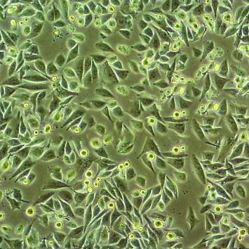 HS 294T人黑色素瘤贴壁细胞系.png HS 294T人黑色素瘤贴壁细胞系.png