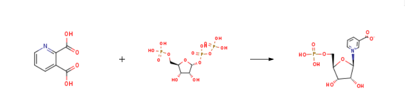 Nicotinic acid mononucleotide synthesis