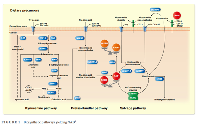 NAD+ Biosynthesis pathways