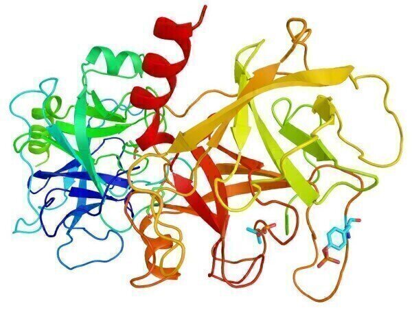 胰蛋白酶是蛋白质吗？有什么作用？