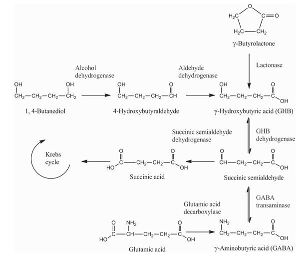 Figure 1. A summary of the metabolic pathway of Gamma-Butyrolactone