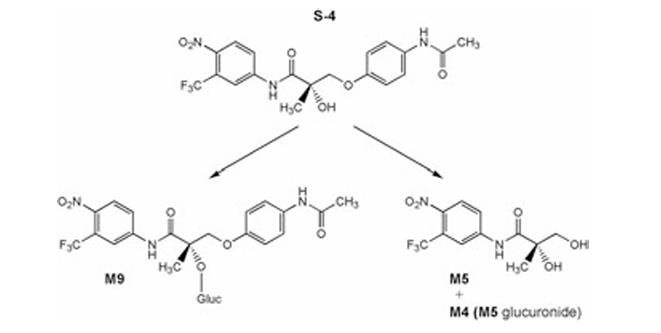 Figure 1. Partial metabolism of S-4 to M9 (S-4 glucuronide), M5 and M4 (M5 glucuronide)