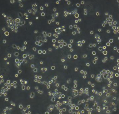 MUTZ-3急性非淋巴白血病悬浮细胞系