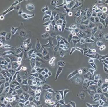 NCI-H647人非小细胞肺癌贴壁细胞系