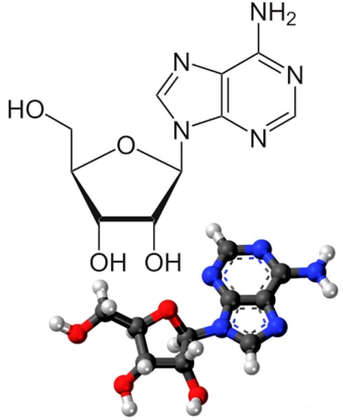 腺苷是什么?由什么组成?