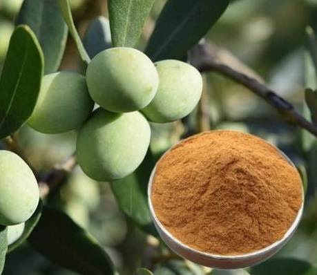 Oleuropein powder Oleuropein powder