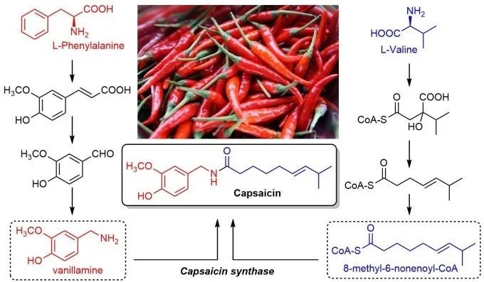 辣椒素的生物合成路径 辣椒素的生物合成路径