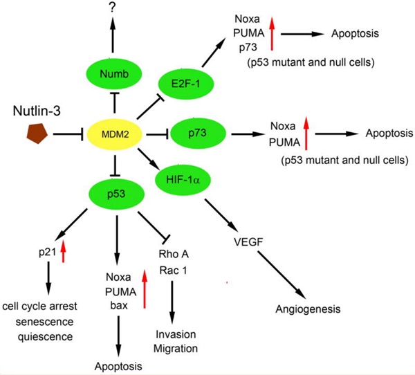Mechanisms of the actions of Nutlin-3 Mechanisms of the actions of Nutlin-3