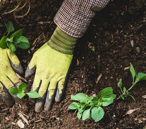 APPLICATION RATES APPLICATION RATES