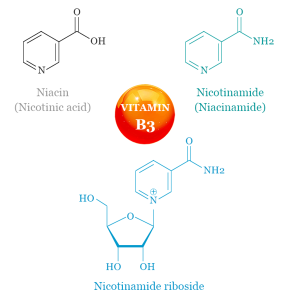 Niacin vs Niacinamide vs Nicotinamide Riboside