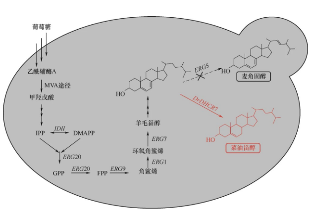 酿酒酵母体内菜油甾醇生物合成途径 酿酒酵母体内菜油甾醇生物合成途径