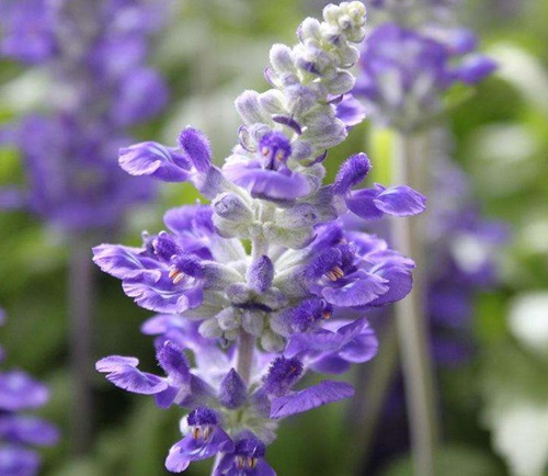 香紫苏内酯来自于鼠尾草