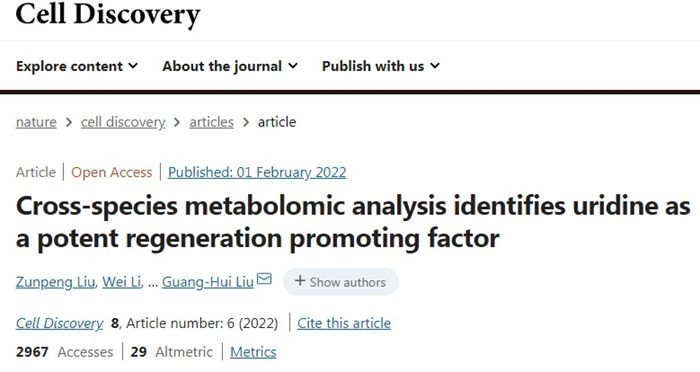 尿苷的应用研究