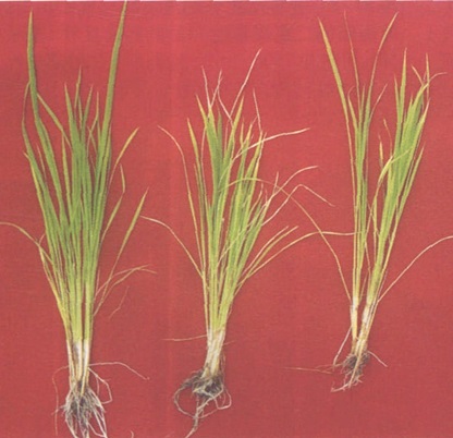 稻田施用二氯喹啉酸，如何防止产生药害？