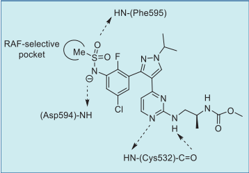 Figure 1. Putative encorafenib–BRAFV600E  interactions based on BRAF inhibitor  pharmacophore Figure 1. Putative encorafenib–BRAFV600E  interactions based on BRAF inhibitor  pharmacophore