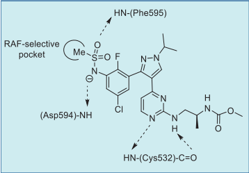 Figure 1. Putative encorafenib–BRAFV600E  interactions based on BRAF inhibitor  pharmacophore