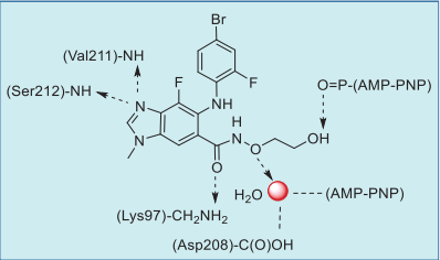 Figure 2. Summary of binimetinib and AMP–PNP with BRAF–MEK1. interactions based on an X-ray co-crystal structure. Figure 2. Summary of binimetinib and AMP–PNP with BRAF–MEK1. interactions based on an X-ray co-crystal structure.