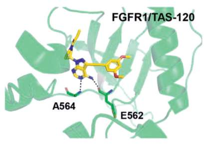 Figure 1. Co-crystal structure of futibatinib  (TAS120)–FGFR1.