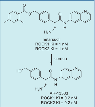  Metabolism of netarsudil to give active  drug.