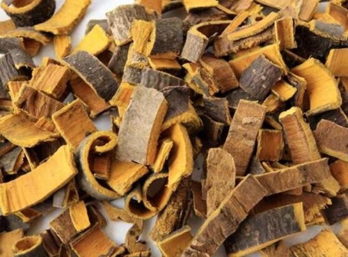 黄柏提取物的药理作用