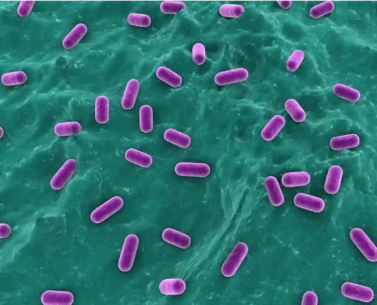 Bacillus coagulans Bacillus coagulans
