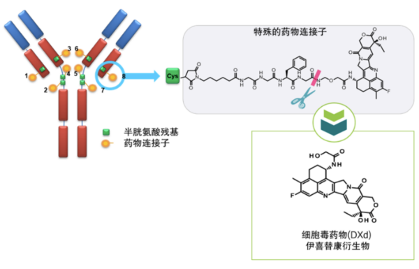 德曲妥珠单抗的结构 德曲妥珠单抗的结构