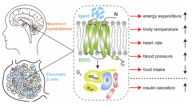 BRS3在调节能量代谢中发挥着重要作用