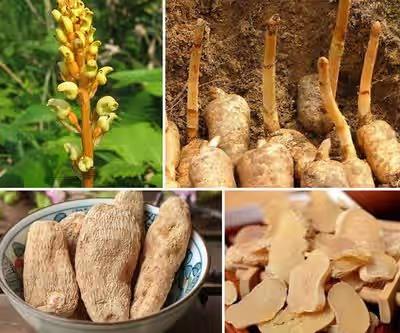 Figure.1.Gastrodia elata Blume.png