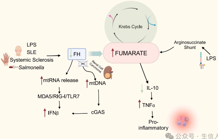 富马酸及其衍生物在免疫调节中发挥着重要作用