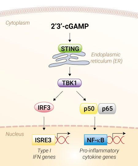 STING activation with 2’3’-cGAMP STING activation with 2’3’-cGAMP