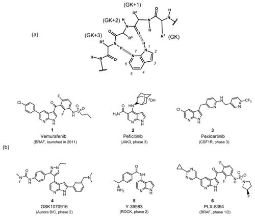 Fig. 2. (a) Hydrogen Bonds between 7-Azaindole Fragment and the Hinge Region of a Kinase Are Indicated by Dashed Line; (b) 7-Azaindole-BasedKinase Inhibitors in Clinic and Clinical Development.png Fig. 2. (a) Hydrogen Bonds between 7-Azaindole Fragment and the Hinge Region of a Kinase Are Indicated by Dashed Line; (b) 7-Azaindole-BasedKinase Inhibitors in Clinic and Clinical Development.png
