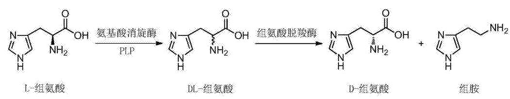 D-组氨酸的制备路线